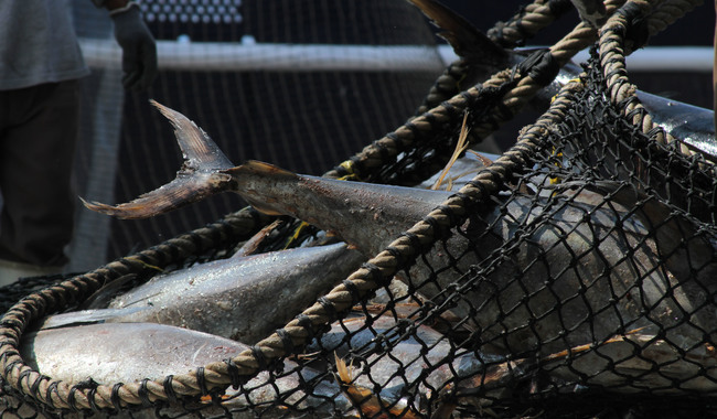 En el Día Mundial del Atún, México destaca su compromiso con la pesca responsable