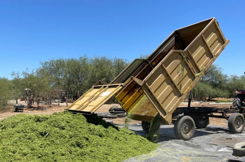Productores recibirán 20 mil pesos por hectárea para sembrar forraje en BCS