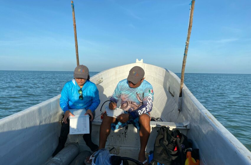 El mar en manos organizadas: cooperativas en México trabajan por la pesca sustentable