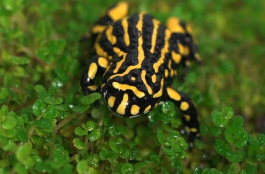 El plan secreto para rescatar a la rana más amenazada de Australia empieza con su ADN