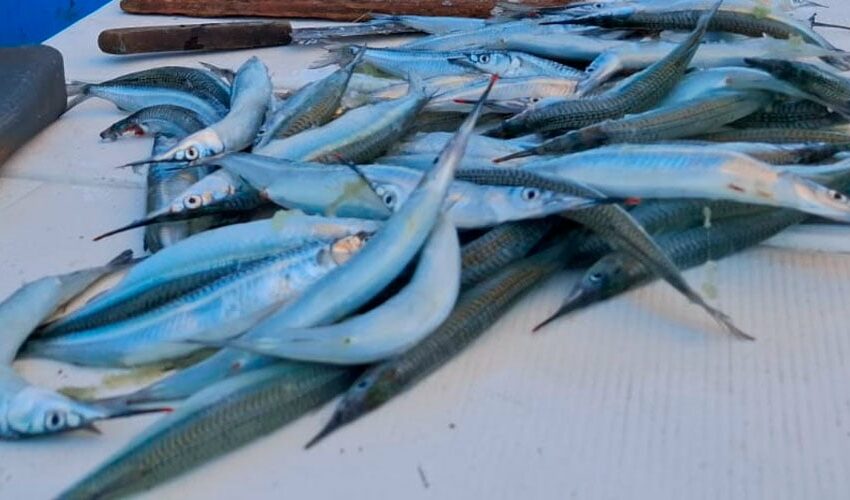Pesca tradicional: llegan los primeros pajaritos a las costas de Mazatlán – Línea Directa