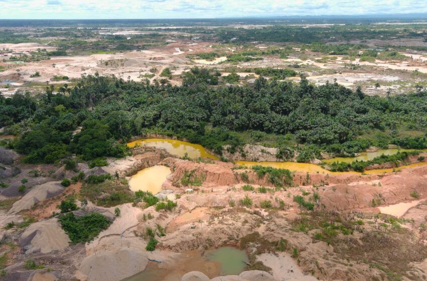 Los árboles son archivos vivientes de la contaminación por mercurio que deja la minería en …