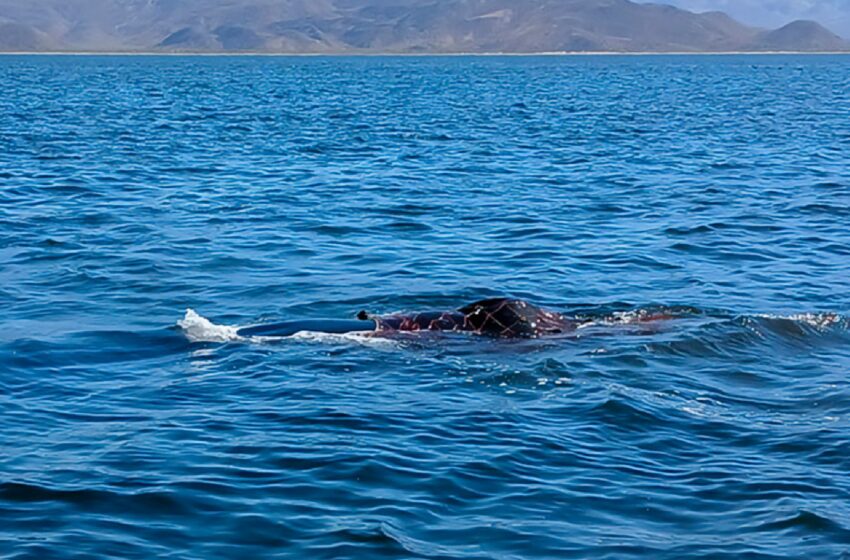 Rescatan a ballena jorobada atrapada en red prohibida en Baja California – 88.9 Noticias