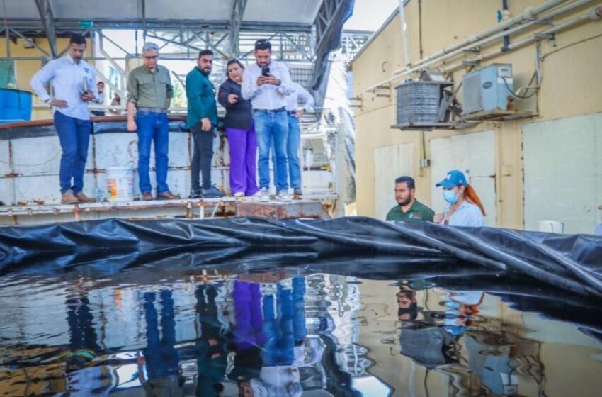 Reconoce Secretaría de Pesca labor científica del CIAD Mazatlán – Punto MX