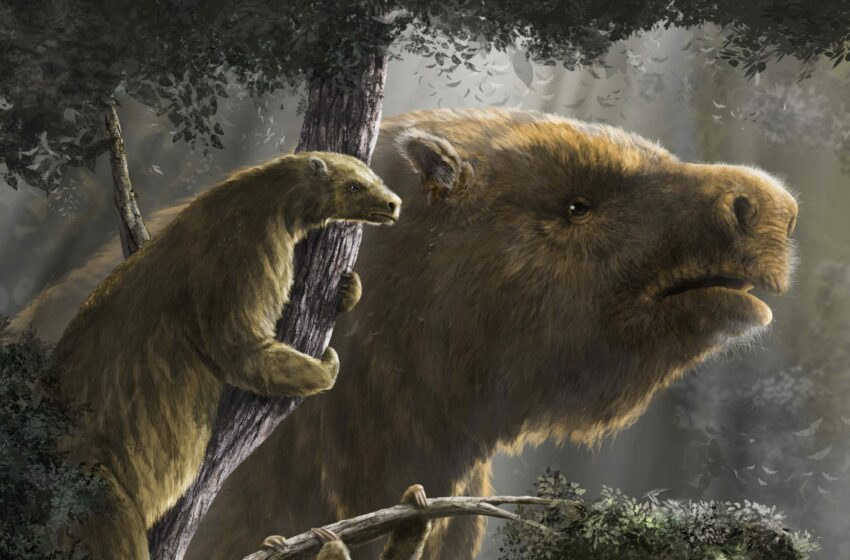 Un exhaustivo estudio sobre los perezosos gigantes realizado por científicos del CONICET llegó a la revista Science
