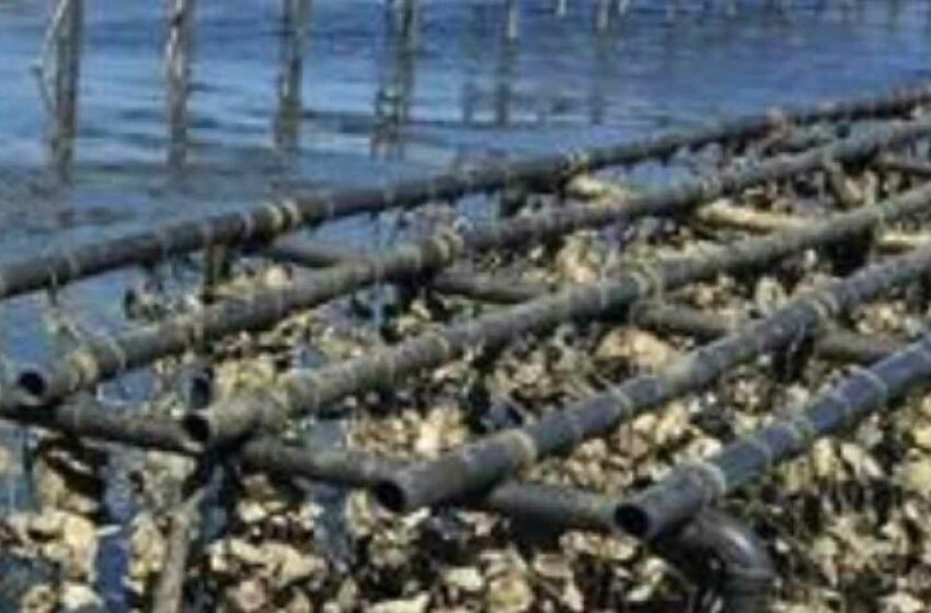 UTMar impulsa la primera granja académica de ostión en el litoral de Tamaulipas