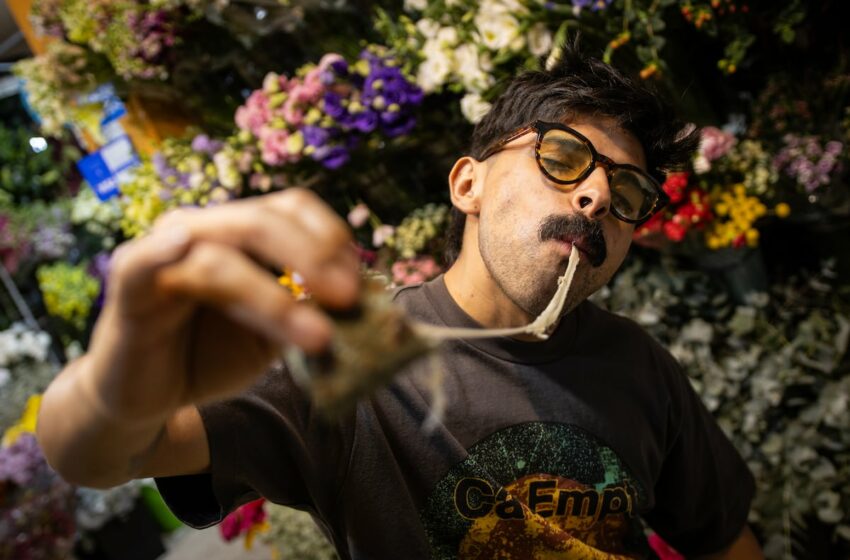'Santas garnachas', una guía visual para conocer, entender y saborear el universo en … – EL PAÍS
