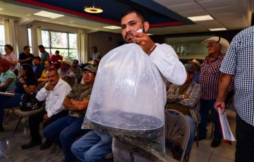 Entrega Compesca 52 mil crías de tilapia a productores de Uruapan – Quadratín Michoacán