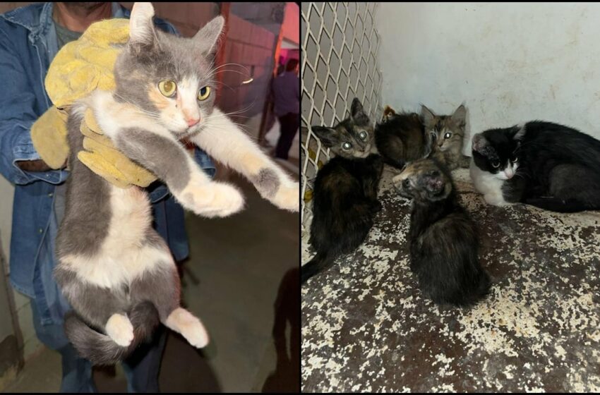 Militares y policías municipales catean domicilio por el delito de maltrato animal en Caborca, Sonora
