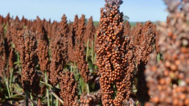 Reducen cultivos en campo tamaulipeco