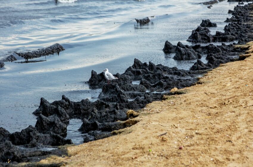 ¿Es seguro comer pescado tras el derrame de Pemex en la costa de Tabasco? – Meteored