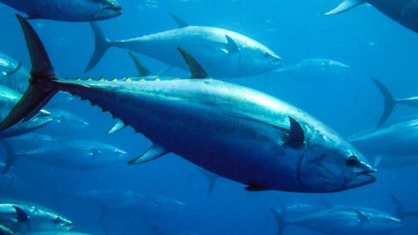 Estos son los beneficios para el territorito mexicano la pesca de atún – Imagen de Veracruz