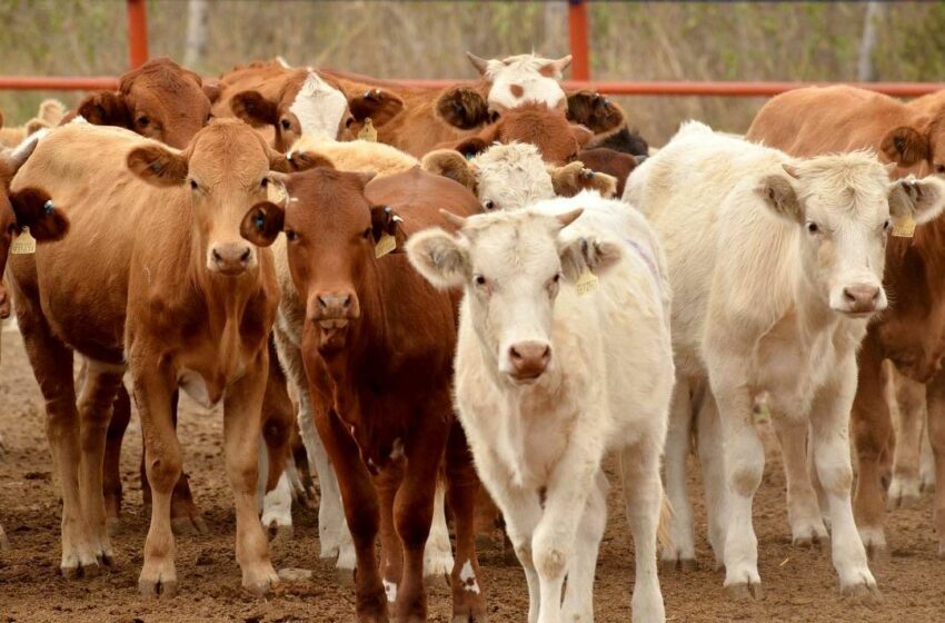 Exportaciones de ganado caen en Sonora; ganaderos buscan alternativas en subastas