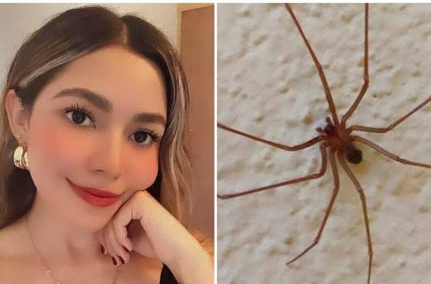 Joven muere en Sonora tras mordedura de araña violinista – La Silla Rota
