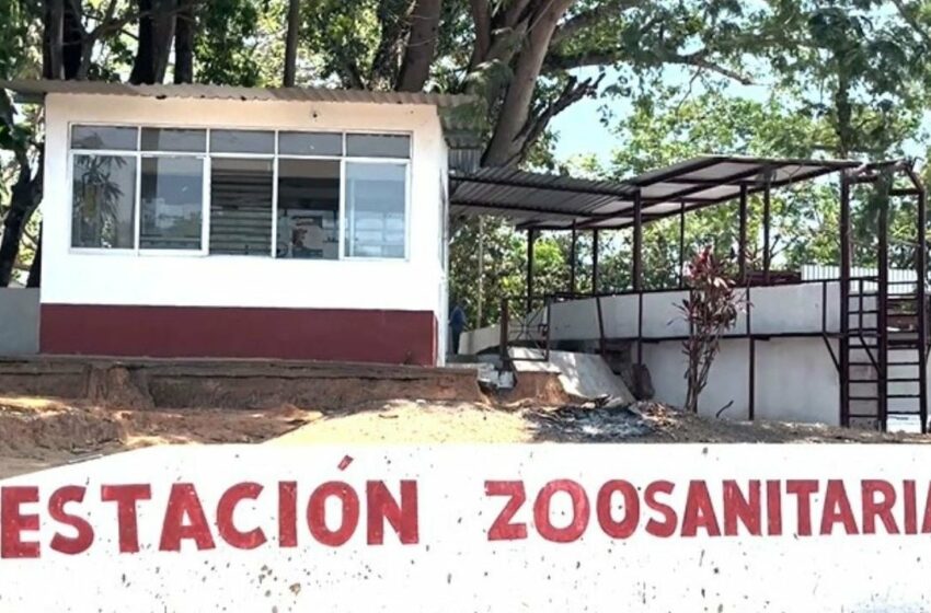 Cobros excesivos y muerte de ganado por esperas en caseta zoosanitaria de Las Choapas