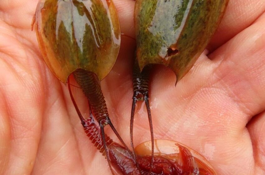 Medio Ambiente verifica la producción de más de 38.200 huevos de 'Triops cancriformis' en …