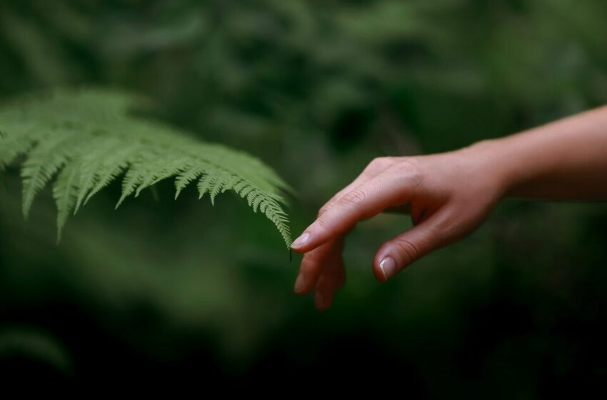 Conciencia ambiental: un ejercicio de responsabilidad con el planeta – BBVA