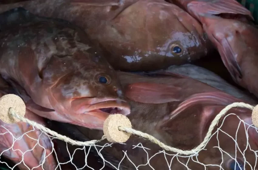 Pesca de mero en Yucatán: mejora la captura en lo que va de la temporada – POSTA