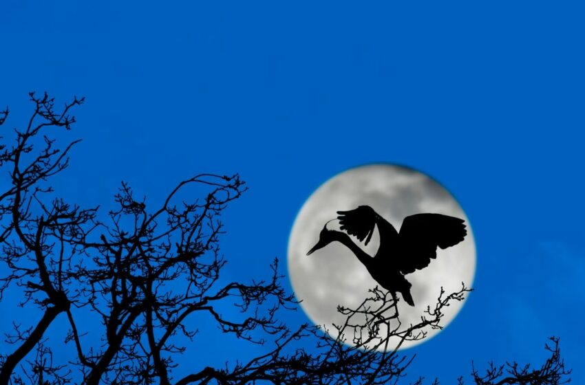 Luna de flores: la luna llena de mayo te espera (¡y viene con lluvia de estrellas!)