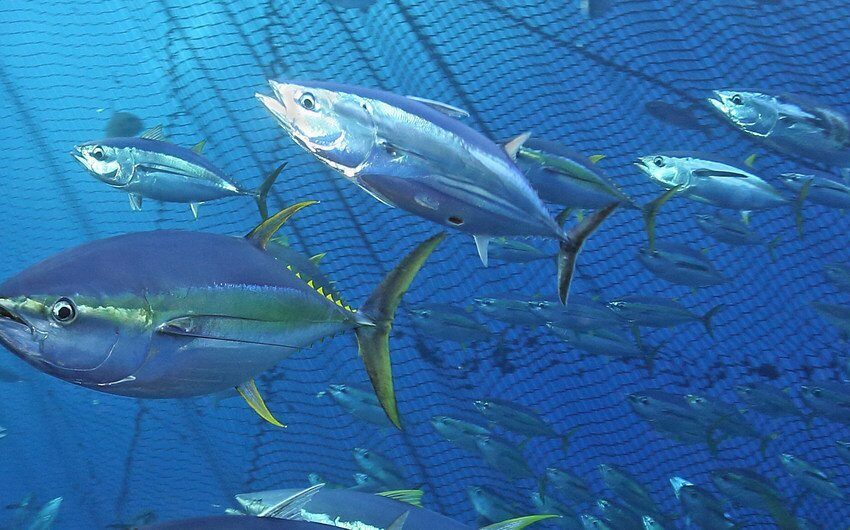 La ONU celebra el Día Mundial del Atún defendiendo su pesca sostenible – AFmedios