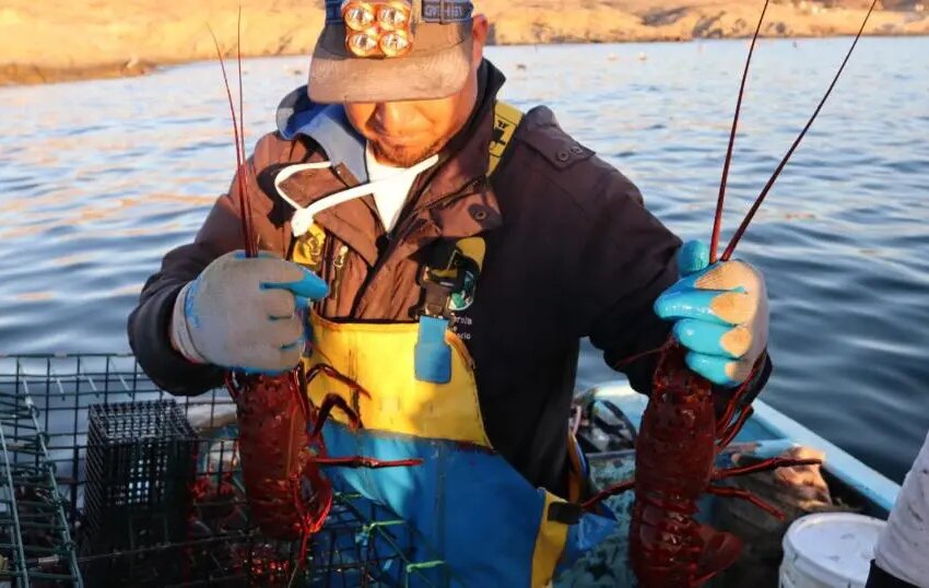crisis climática golpea a la pesca de langosta y al sustento de comunidades en Baja California Sur