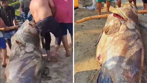 Capturan enorme cherna en Tabasco; fue necesaria la fuerza de 6 personas