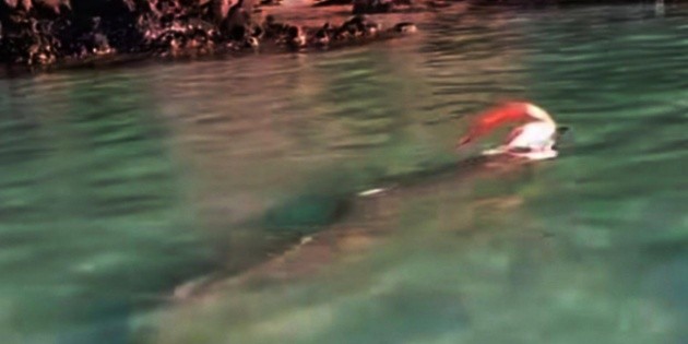 Pez remo, llamado del "fin del mundo", aparece en playas de Baja California