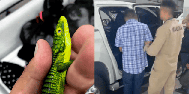 Detienen en AICM traficante con casi 300 reptiles exóticos rumbo a Japón