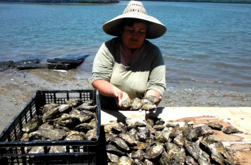 Mujeres lideran más de 300 proyectos acuícolas en BCS y fortalecen el cultivo de ostión