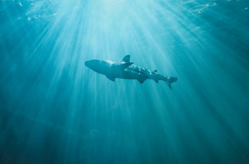 Población de tiburones de arrecife del Caribe se recupera en Belice con la ayuda de sus pescadores