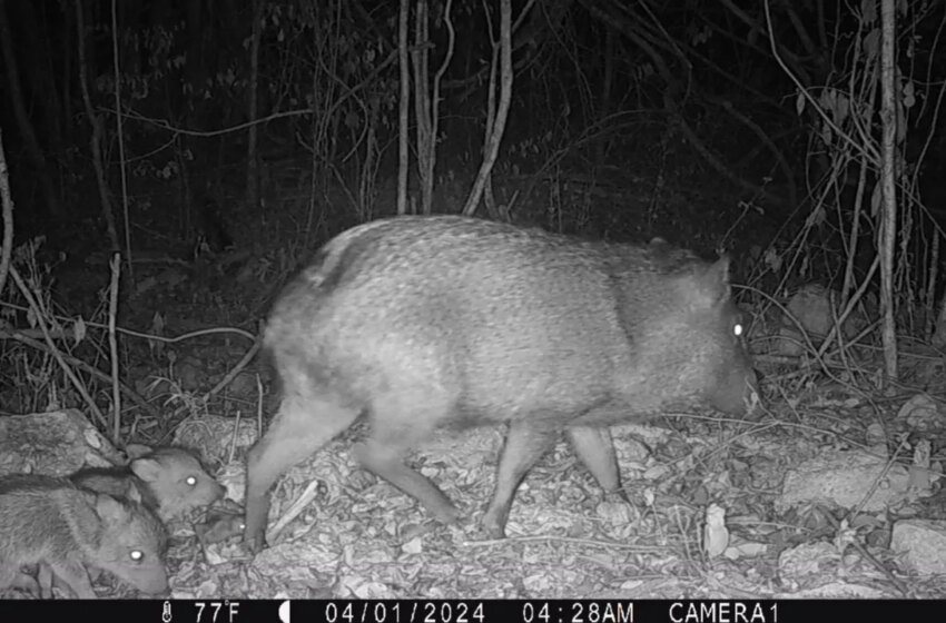  Captan a murciélago vampiro siguiendo a una familia de pecaríes en la selva de Yucatán