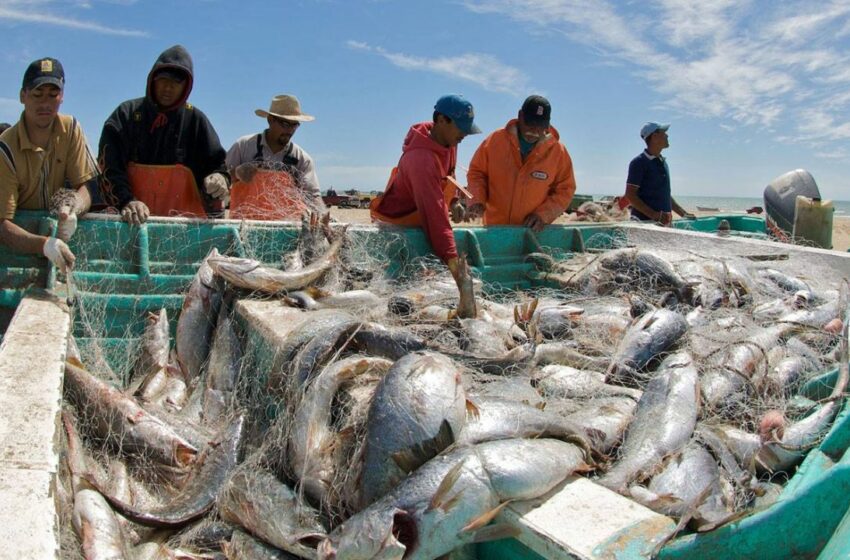 Buscan ampliar aprovechamiento de la curvina golfina con proyecto de engorda