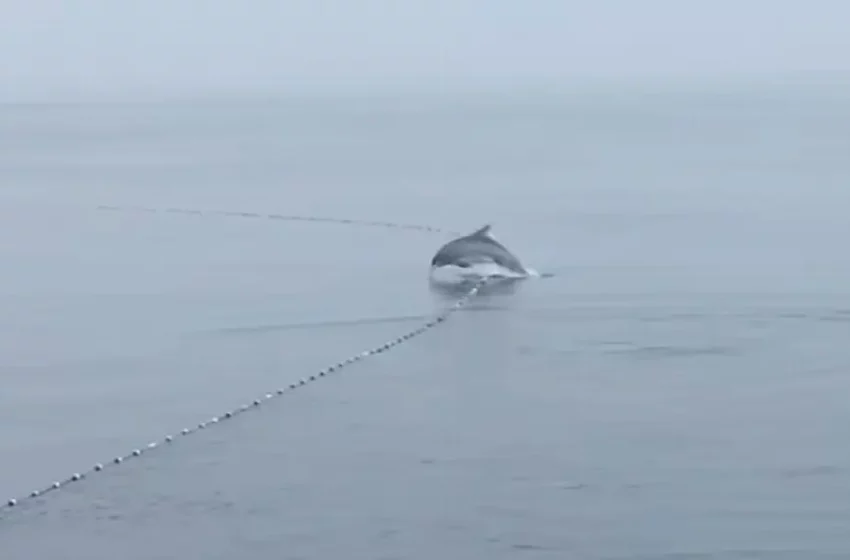 (Video) Delfines son atrapados por redes de pesca en Coatzacoalcos – xeu noticias veracruz