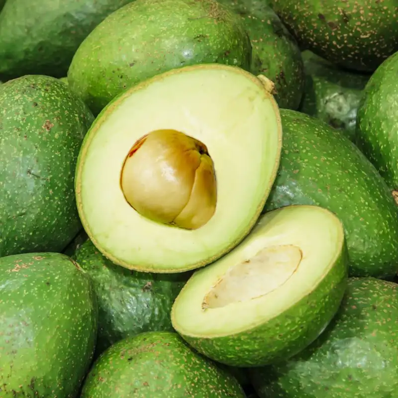 Aguacate