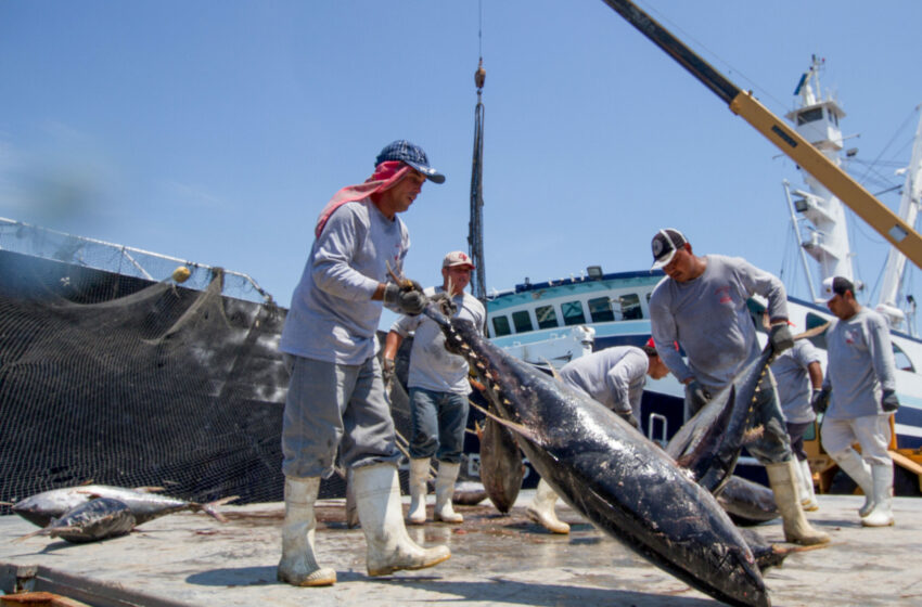 Establece Agricultura veda para túnidos en el Océano Pacífico – Meridiano de Nayarit