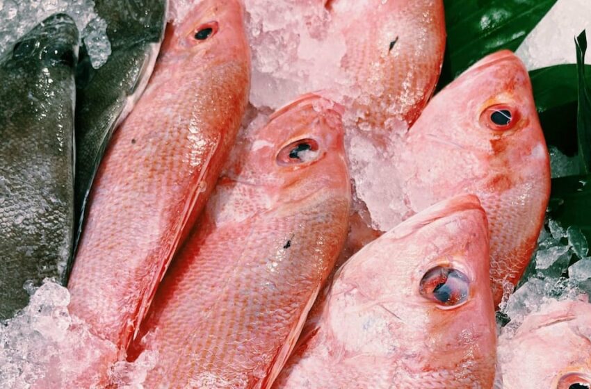 ¿Quiénes son los mexicanos que se declararon culpables por pesca ilegal en aguas …
