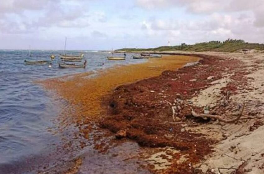 Cuba lanza una alerta por arribo de sargazo a la costa de Guantánamo – 14yMedio