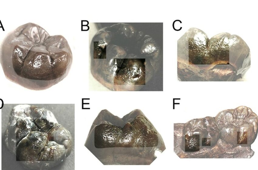 Dientes fosilizados de hace 2 millones de años revelaron un rasgo genético clave en evolución humana