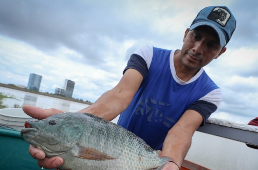 Siembra de peces en la presa El Palote abre nuevas oportunidades para familias …