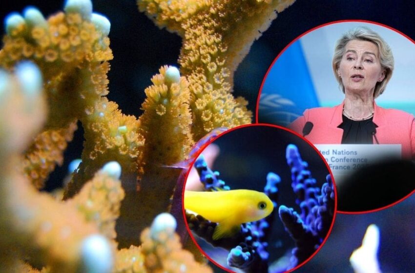 La UE invertirá 1,000 millones de euros en 50 proyectos globales para conservar océanos …