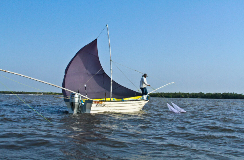 Repoblar camarón, la última esperanza para salvar la pesca en Sinaloa