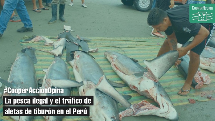 La pesca ilegal y el tráfico de aletas de tiburón en el Perú