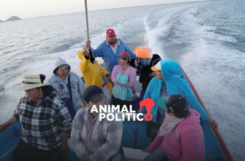 “Paría y regresaba a trabajar”: madres y trabajadoras del mar tejen redes donde no hay derechos