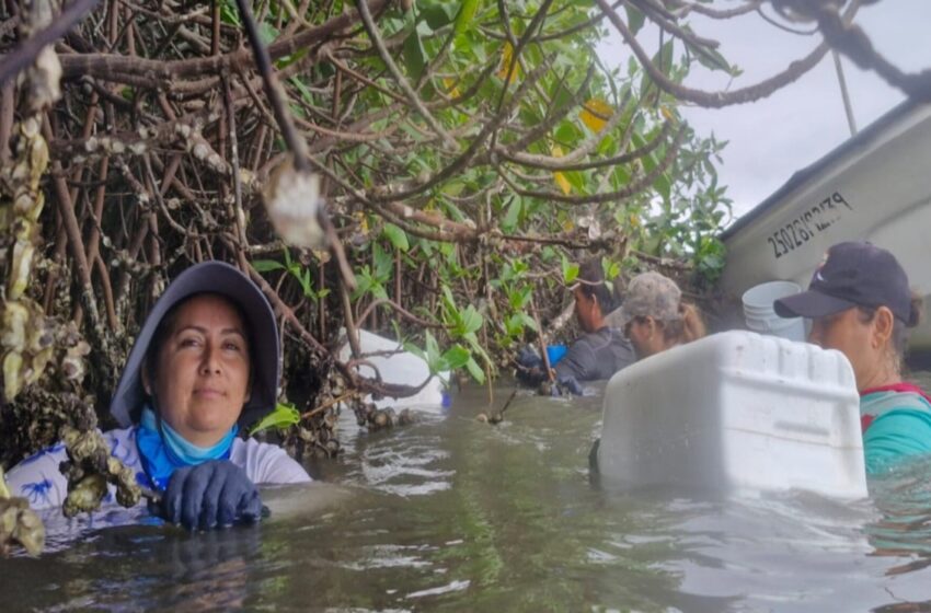 Lobas del Manglar: las pescadoras asumen el liderazgo para defender la pesca artesanal …