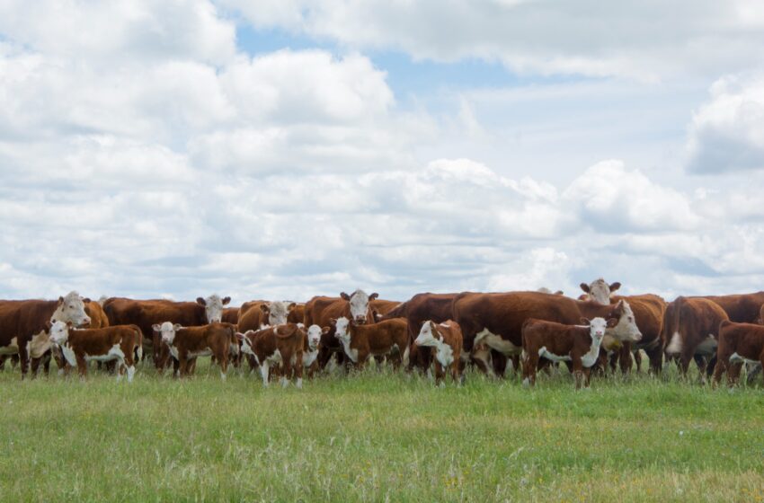 5 de junio Día Mundial del Medio Ambiente | MGAP – GUB.UY