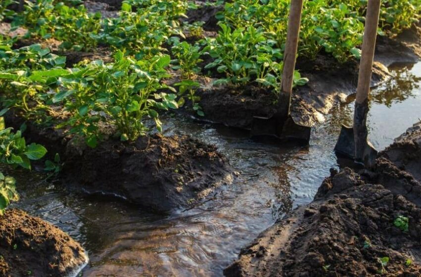 Agricultura vertical clave para el futuro: Daniel Madariaga Barrilado – RÉCORD