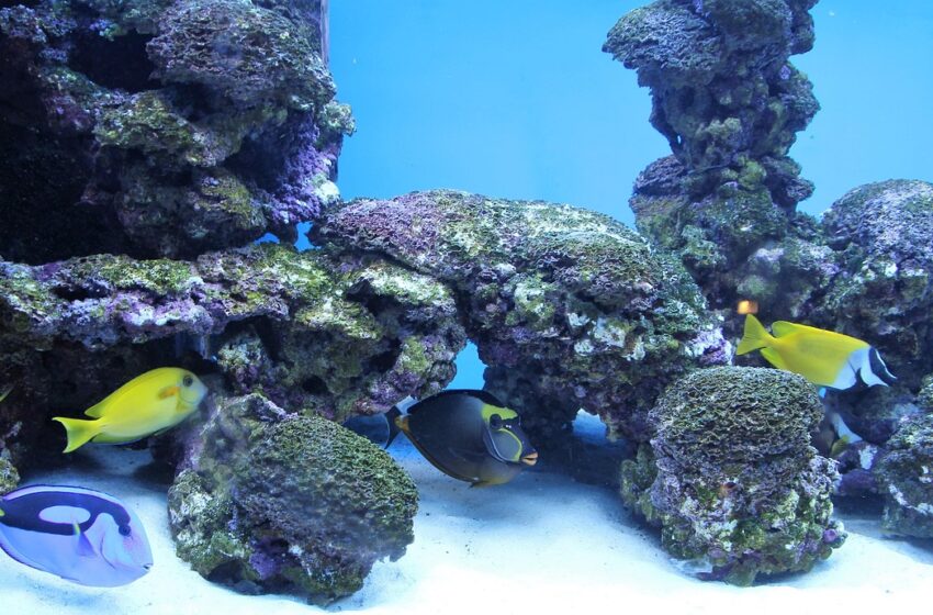 ¿Qué es la minería submarina y por qué es controversial?