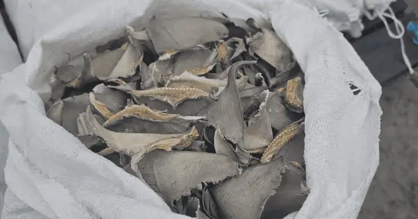 Aseguran más de dos toneladas de aleta de tiburón en Ensenada – Pulso