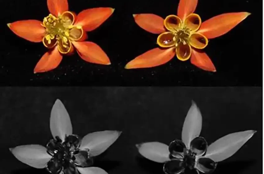 Las flores tienen un color que los humanos no vemos: atrae a los polinizadores y las protege del sol