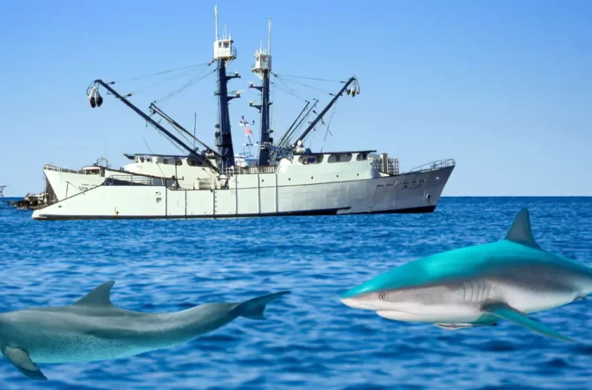 Denuncian a barcos pesqueros industriales capturando delfines y tiburones en La Paz